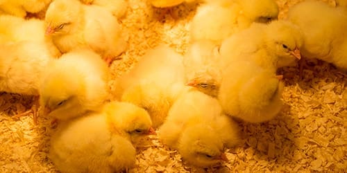 uses for sawdust - chicken coop