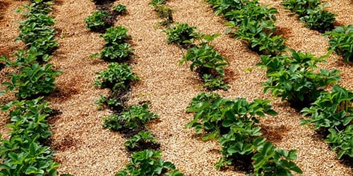 uses for sawdust - sawdust in garden