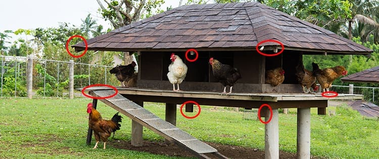 Chicken Secrets Nobody Told You About