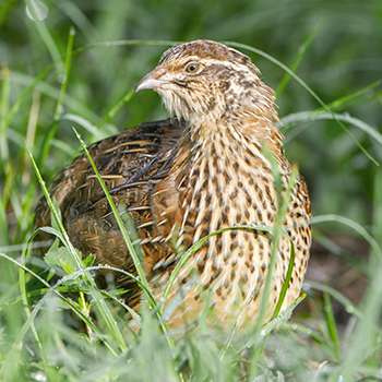 how to raise quail - quail in grass
