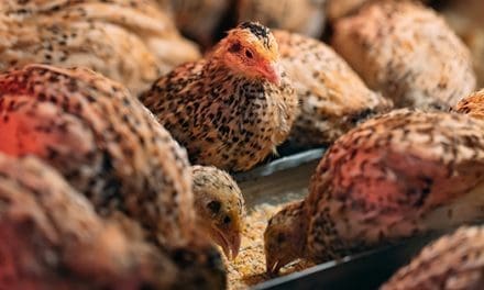 How To Raise Quail And Why You Should Do It