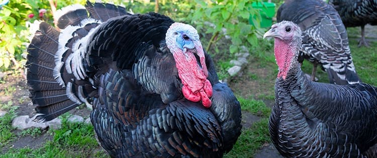 Turkeys