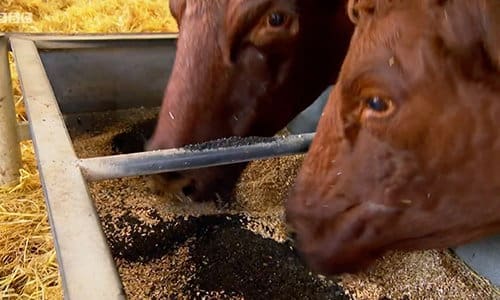 using charcoal for animal feed