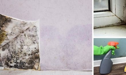 6 Simple Ways To Naturally Remove Mold