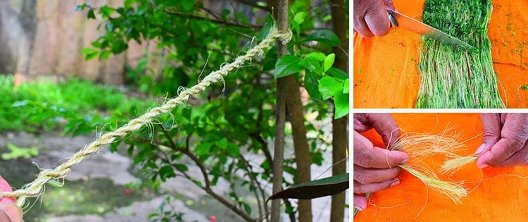 DIY Rope From Most Common Plants