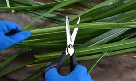 DIY Rope From Most Common Plants - Self Sufficient Projects