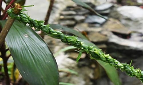 DIY Rope From Most Common Plants