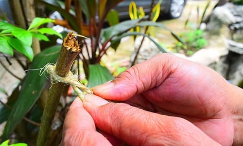 DIY Rope From Most Common Plants