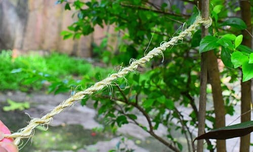 DIY Rope From Most Common Plants