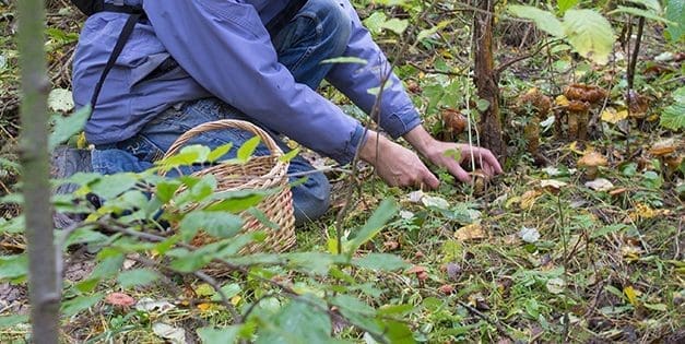 Here’s What You Need to Build a Forager’s Toolkit