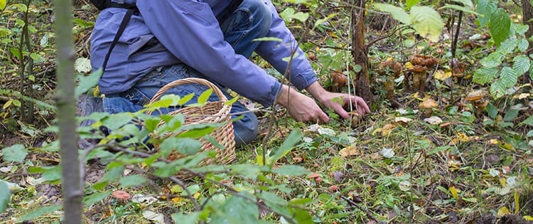 Here’s What You Need to Build a Forager’s Toolkit