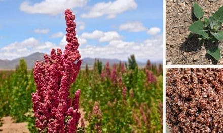 This Is Why You Should Grow Quinoa