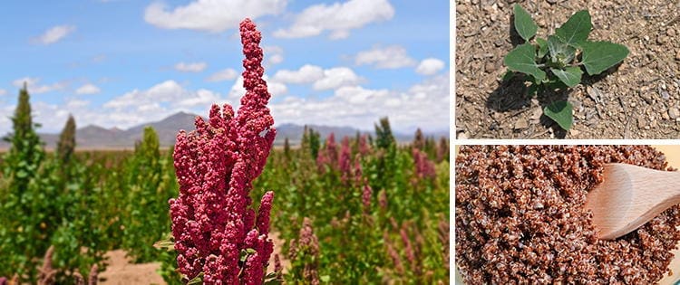 This Is Why You Should Grow Quinoa