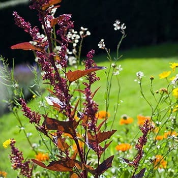 This Is Why You Should Grow Quinoa