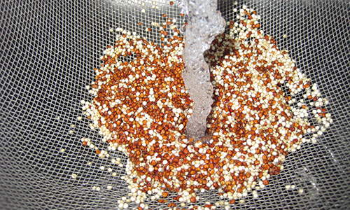 This Is Why You Should Grow Quinoa