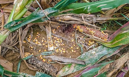 What To Do If You Find A Wild Boar On Your Property