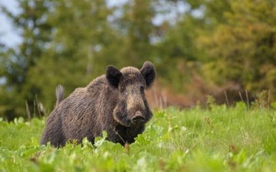 What To Do If You Find A Wild Boar On Your Property