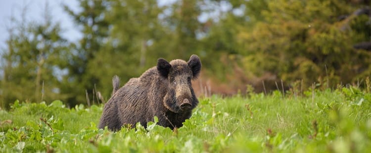 What To Do If You Find A Wild Boar On Your Property