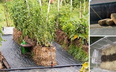 Straw Bale Gardening