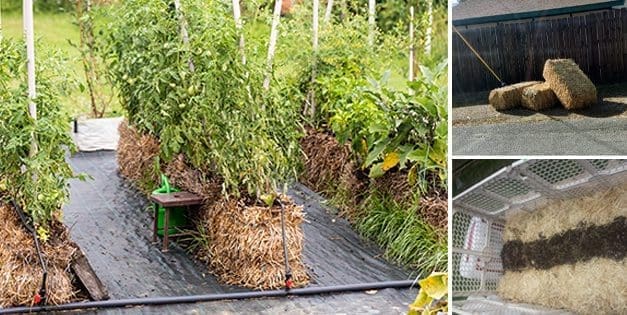 Straw Bale Gardening