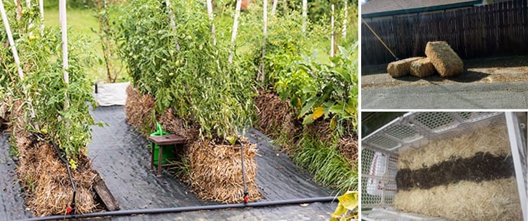 Straw Bale Gardening