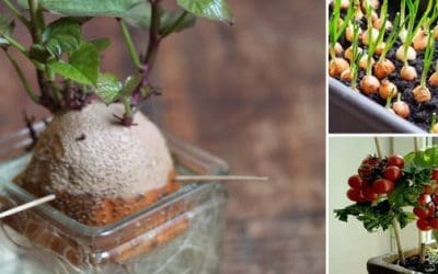 10 Vegetables That Are Too Easy To Grow Inside