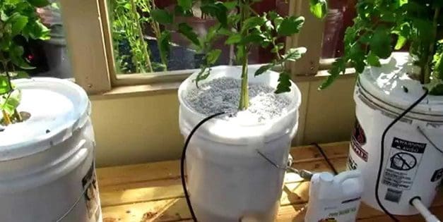 DIY Dutch Bucket Hydroponics System