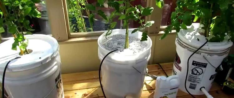 DIY Dutch Bucket Hydroponics System