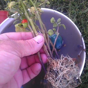 DIY Dutch Bucket Hydro System