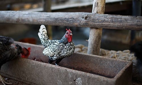 Mini Chickens