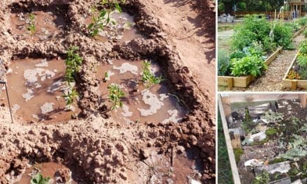 22 Ways to Boost Food Production in 2022