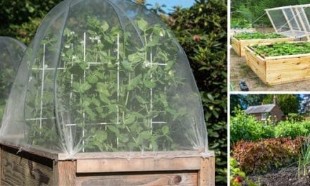 Raised Bed VS In-Ground Gardens