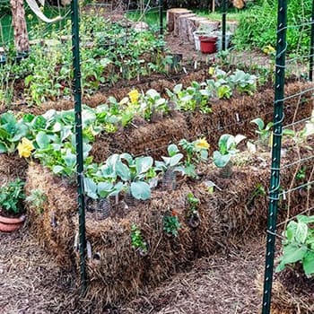 straw bale garden