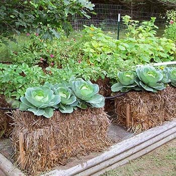 straw bale garden