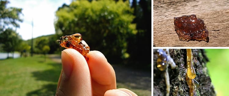 16 Uses Of Sticky Sap For Wilderness Survival And Self-Reliance