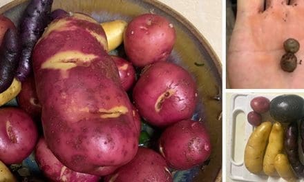 How To Breed New Potatoes