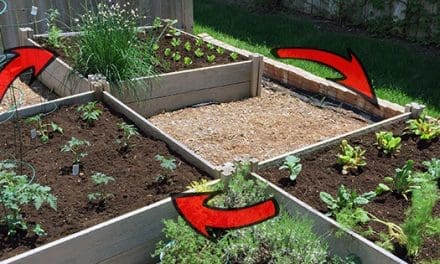 Everything You Need To Know About Crop Rotation (And Why You Should Do It)