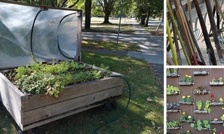 Survival Garden: Ingenious Ways To Grow Yours Almost For Free