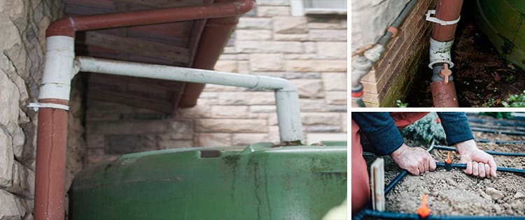 Rainwater Tank That Irrigates A Small Herb Garden