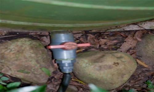 rainwater tank irrigates garden