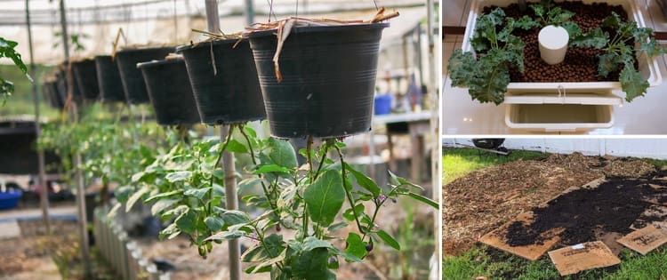 Strange Gardening Tips And Tricks That Really Work