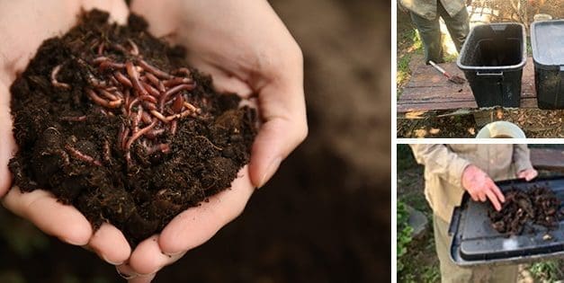 Worm-Farm: The Most Profitable Farm Per Square Metre