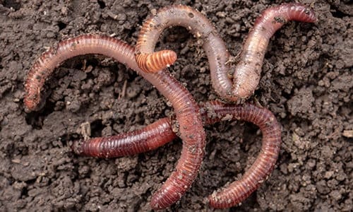 worm farm