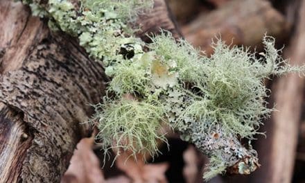 Just Like Doxycycline: The Antibiotic That Grows In Your Backyard