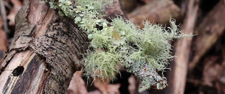 Just Like Doxycycline: The Antibiotic That Grows In Your Backyard