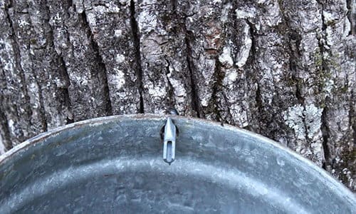 backyard trees you should tap