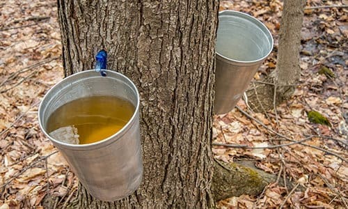 backyard trees you should tap