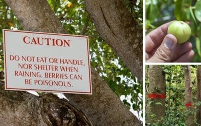 The Most Dangerous Tree In The U.S.