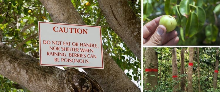 The Most Dangerous Tree In The U.S.