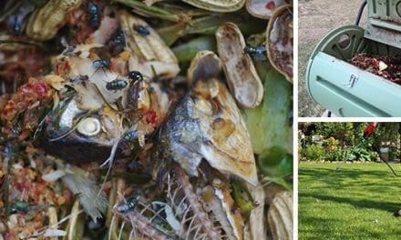 Stop Using THIS: It’s Ruining Your Compost